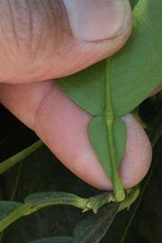              Petiole (Riverside, CA)       