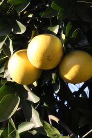            Fruit (Riverside, CA)   