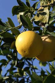            Fruit (Riverside, CA)   