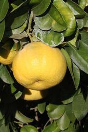            Fruit (Riverside, CA)   