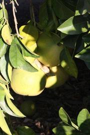            Fruit (Riverside, CA)   