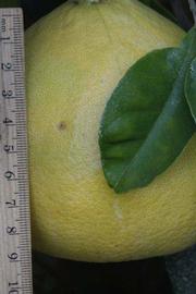            Fruit (Riverside, CA)   