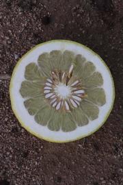            Fruit cross-section (Riverside, CA)   