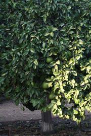            Habit (Riverside, CA)   