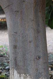            Bark (Riverside, CA)   