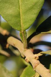              Petiole (Riverside, CA)       