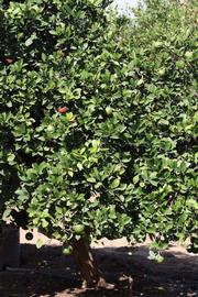            Habit (Riverside, CA)   