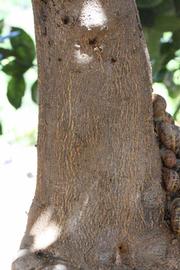            Bark (Riverside, CA)   