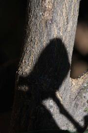              Second - third year twig (Riverside, CA)       