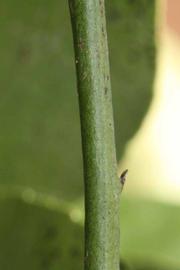            First year twig (Riverside, CA)   