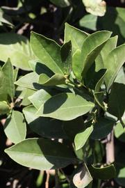              Sun leaves (Riverside, CA)       