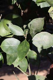              Sun leaves (Riverside, CA)       