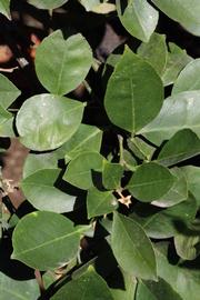              Sun leaves (Riverside, CA)       