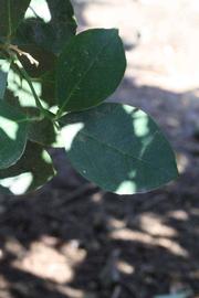              Shade leaves (Riverside, CA)            