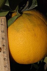            Fruit (Riverside, CA)   