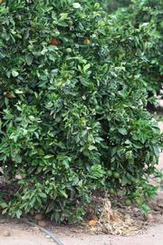            Habit (Riverside, CA)   