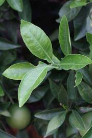              Sun leaves (Riverside, CA)       