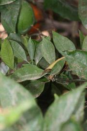              Shade leaves (Riverside, CA)       