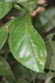              Unifoliolate leaf (Riverside, CA)       