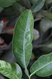              Unifoliolate leaf (Riverside, CA)       