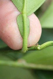              Petiole (Riverside, CA)       