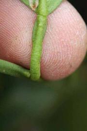              Petiole (Riverside, CA)       