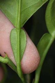              Petiole (Riverside, CA)       