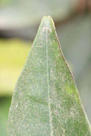              Margin (Riverside, CA)       