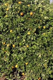            Habit (Riverside, CA)   