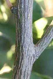              Second - third year twig (Riverside, CA)       