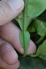              Petiole (Riverside, CA)       