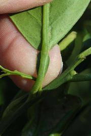              Petiole (Riverside, CA)       