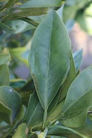              Unifoliolate leaf (Riverside, CA)       