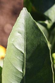              Margin (Riverside, CA)       