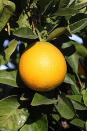            Fruit (Riverside, CA)   