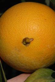            Fruit (Riverside, CA)   