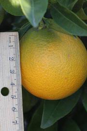            Fruit (Riverside, CA)   