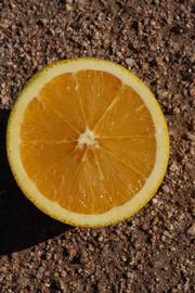            Fruit cross-section (Riverside, CA)   