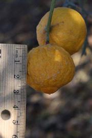            Fruit (Riverside, CA)   