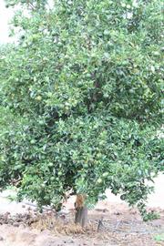            Habit (Riverside, CA)   