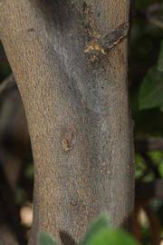            Bark (Riverside, CA)   