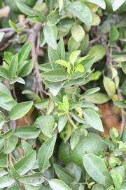              Sun leaves (Riverside, CA)       