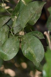              Shade leaves (Riverside, CA)       