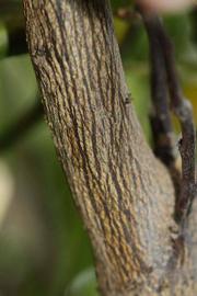              Second - third year twig (Riverside, CA)       