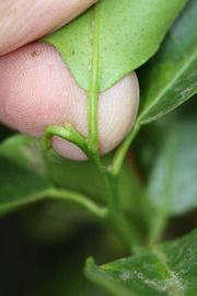              Petiole (Riverside, CA)       