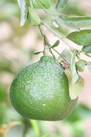            Immature fruit (Riverside, CA)   