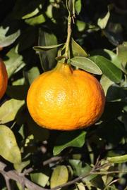            Fruit (Riverside, CA)   