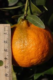            Fruit (Riverside, CA)   