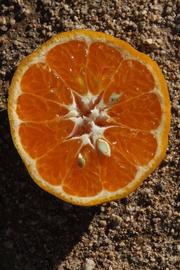            Fruit cross-section (Riverside, CA)   