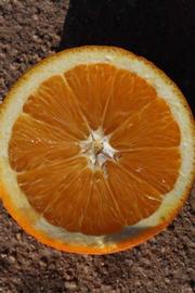              Fruit cross-section (Riverside, CA)       